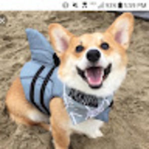 Meet your Posher, Corgi_shark